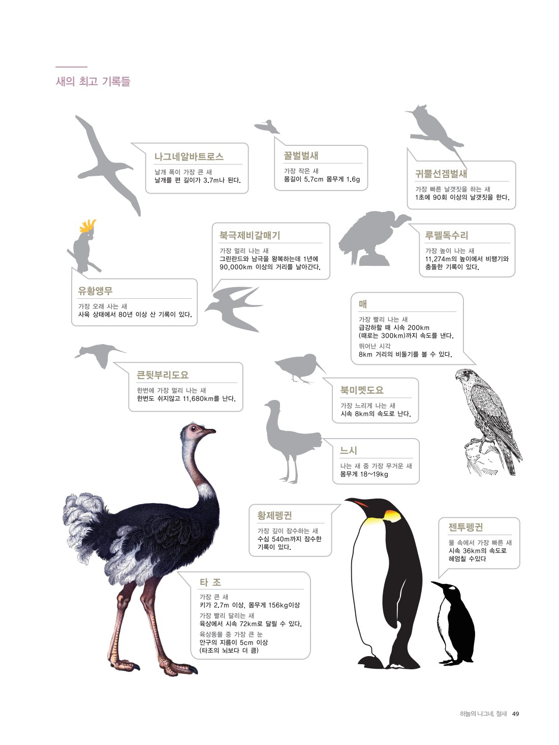가장 빠른 새 (94) 사진