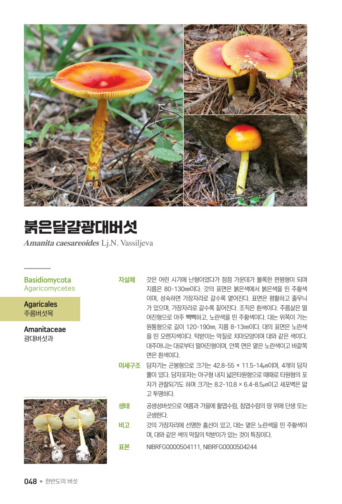 한반도의 버섯_가야산국립공원