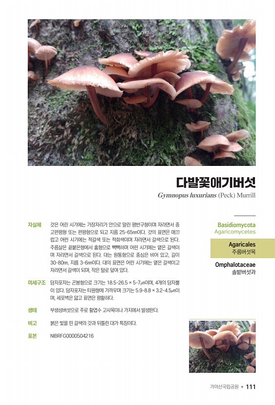 111페이지