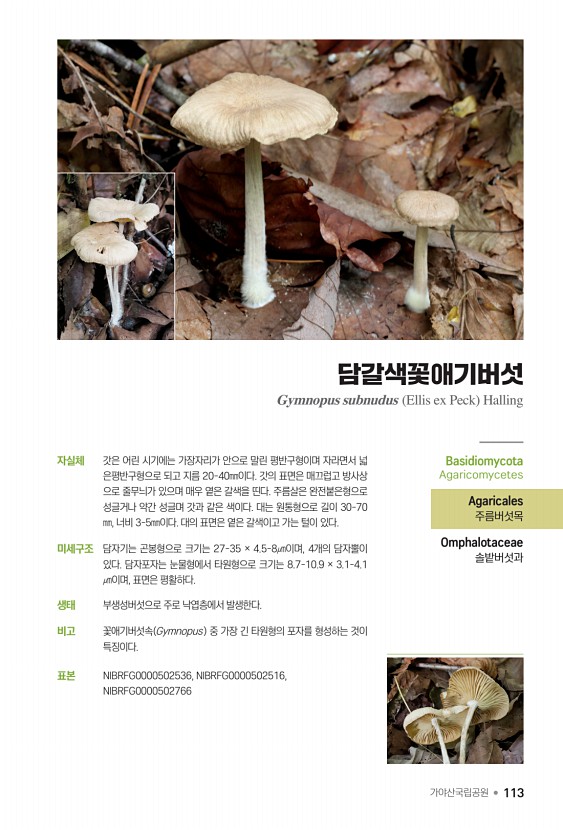 113페이지