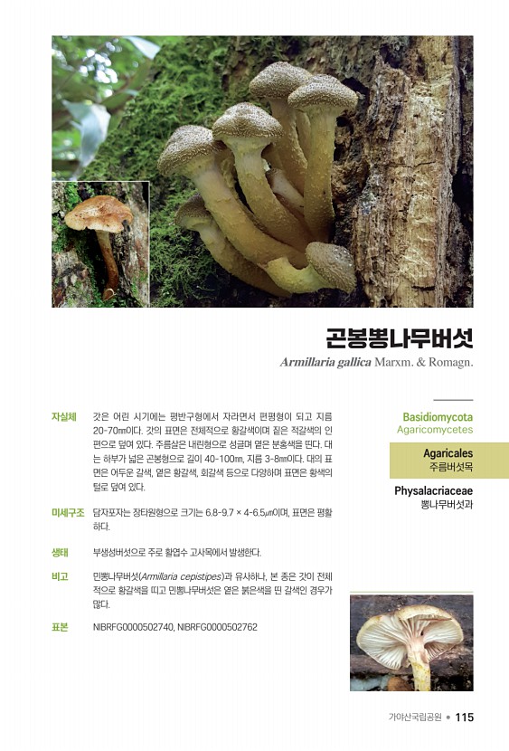 115페이지