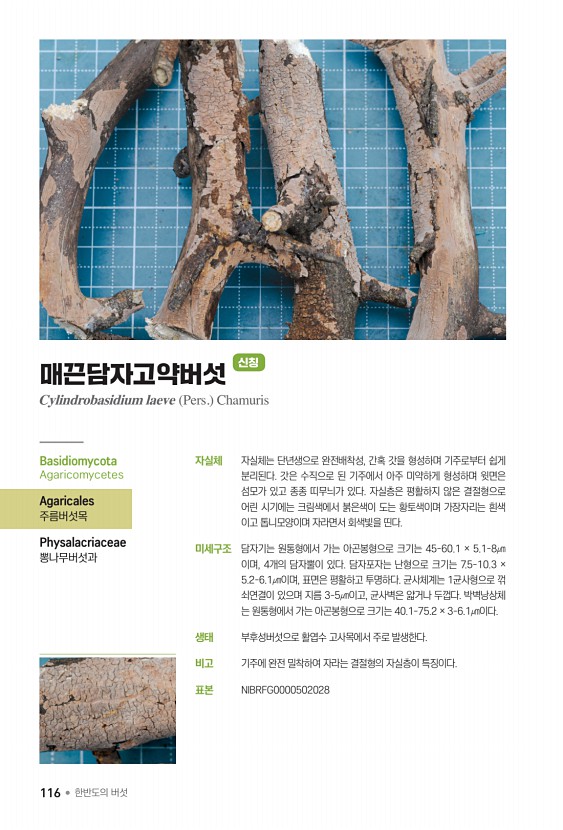 116페이지