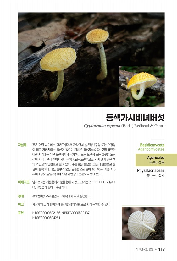 117페이지