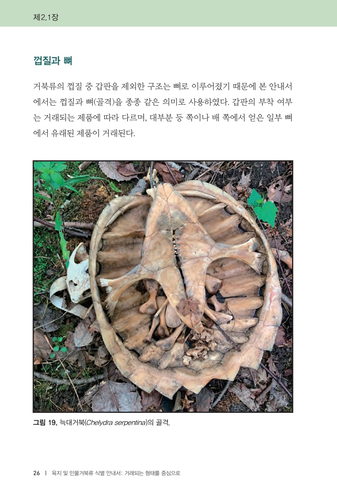 페이지