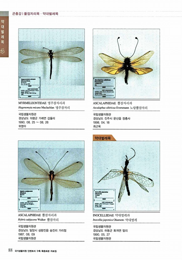 50페이지