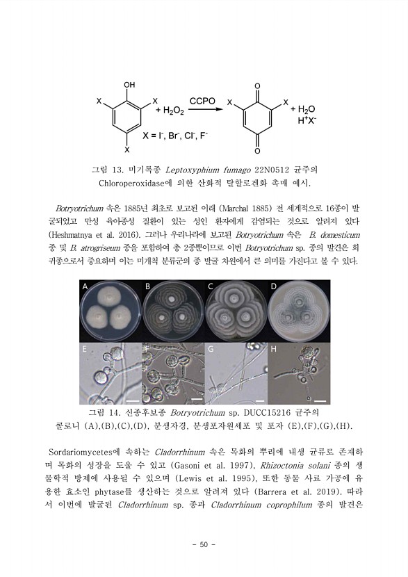 50페이지