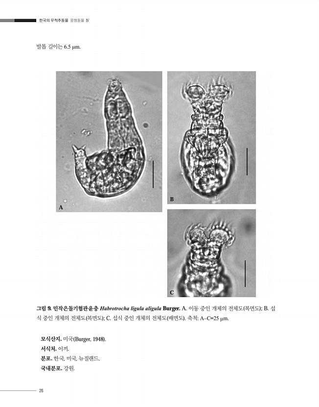 26페이지