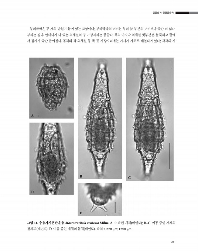 39페이지