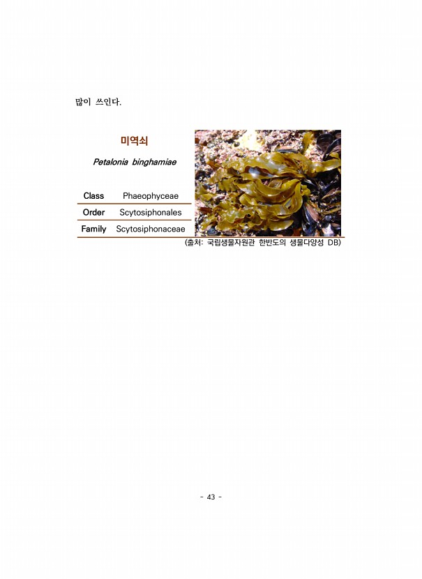 43페이지
