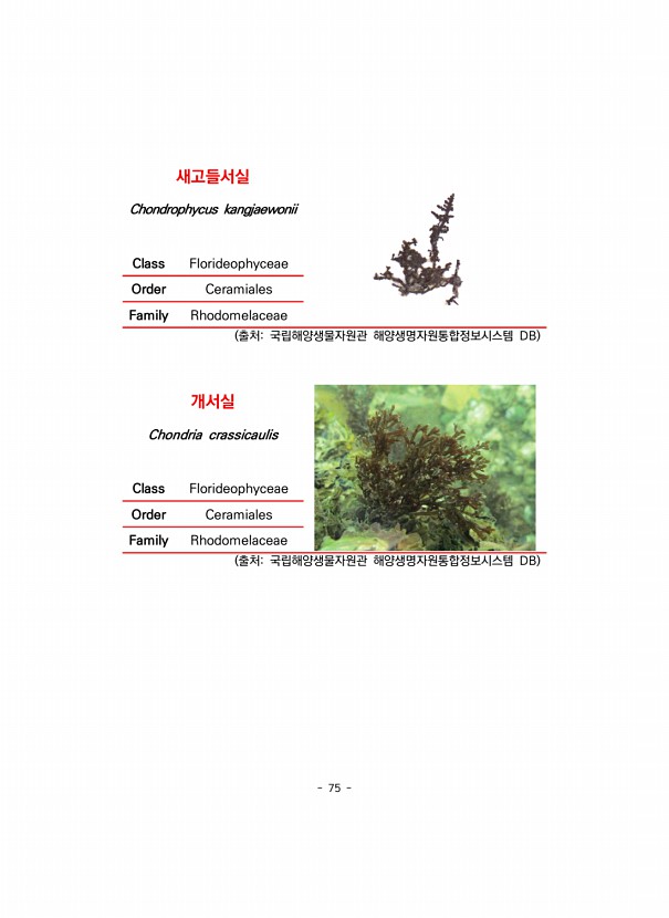 75페이지