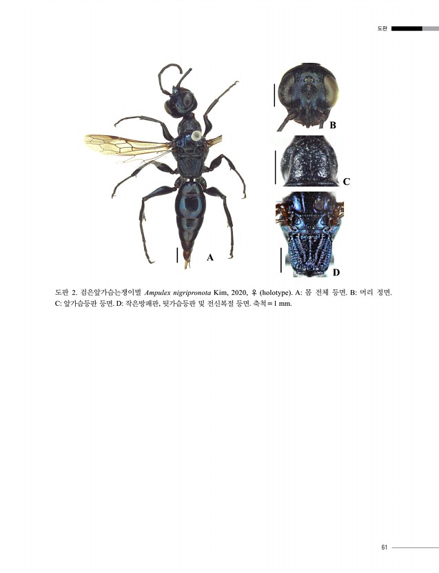 61페이지
