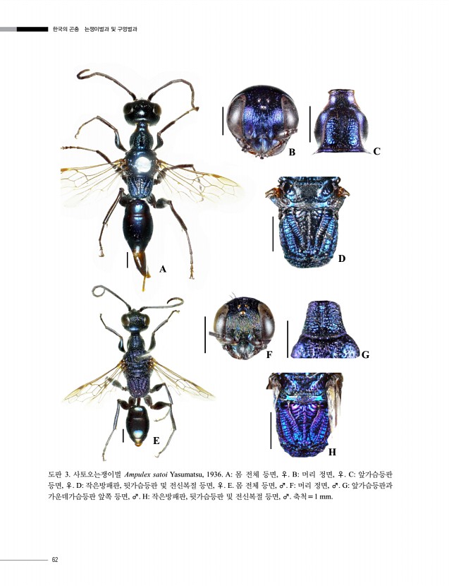 62페이지