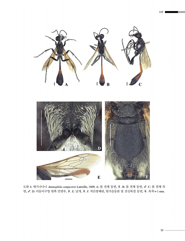 63페이지