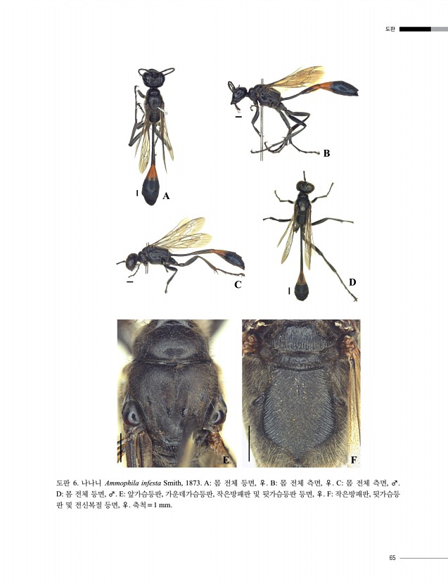 65페이지