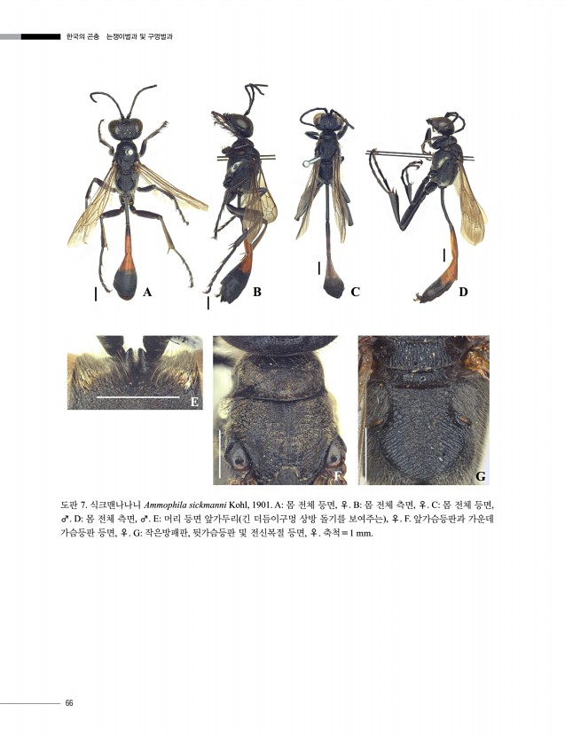 66페이지