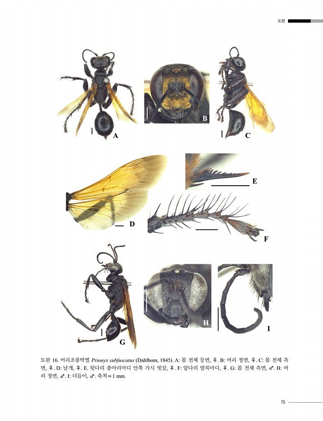 75페이지