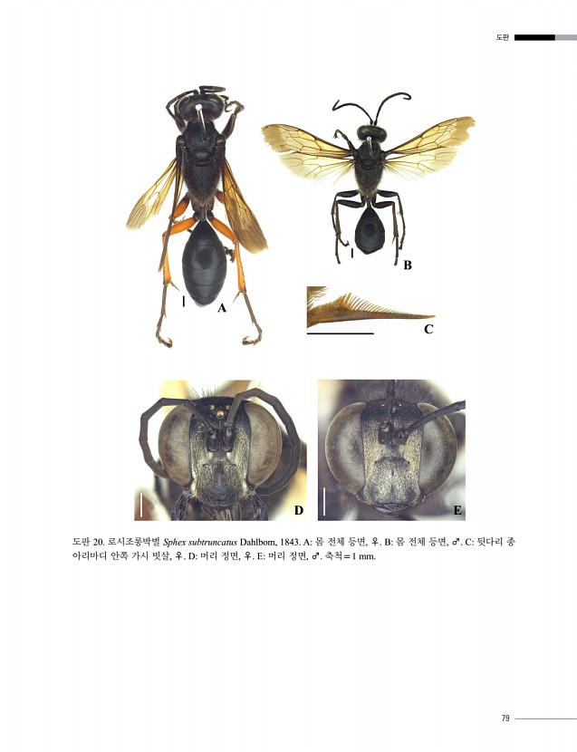 79페이지
