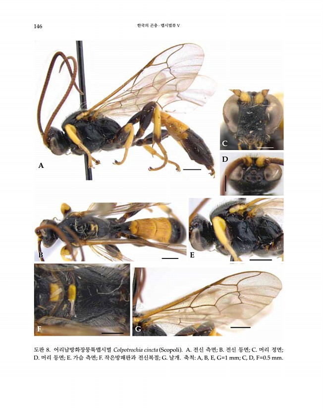 146페이지