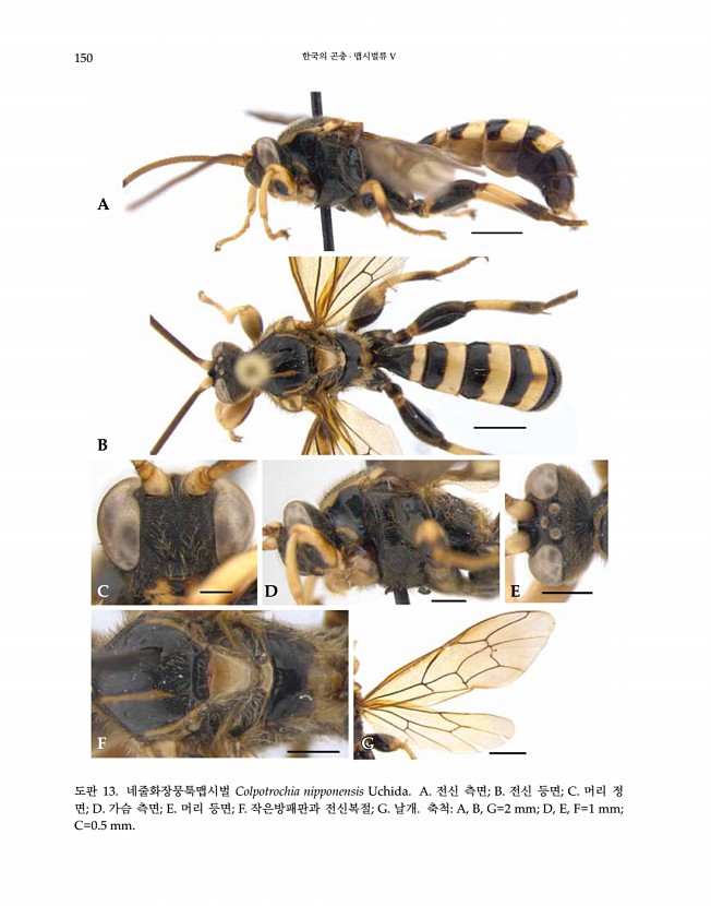 150페이지
