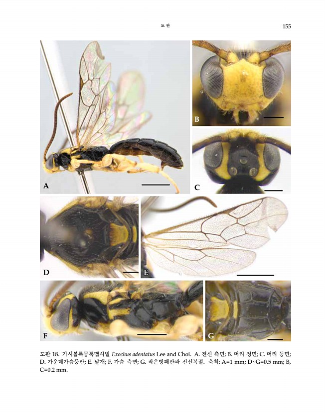 155페이지