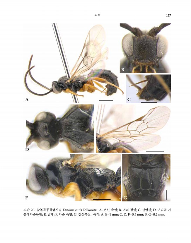 157페이지