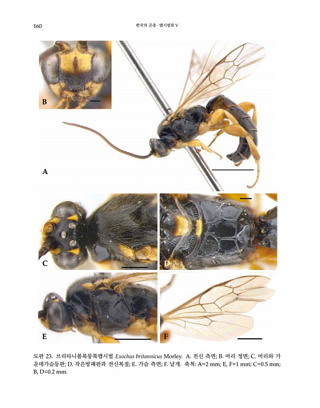 160페이지