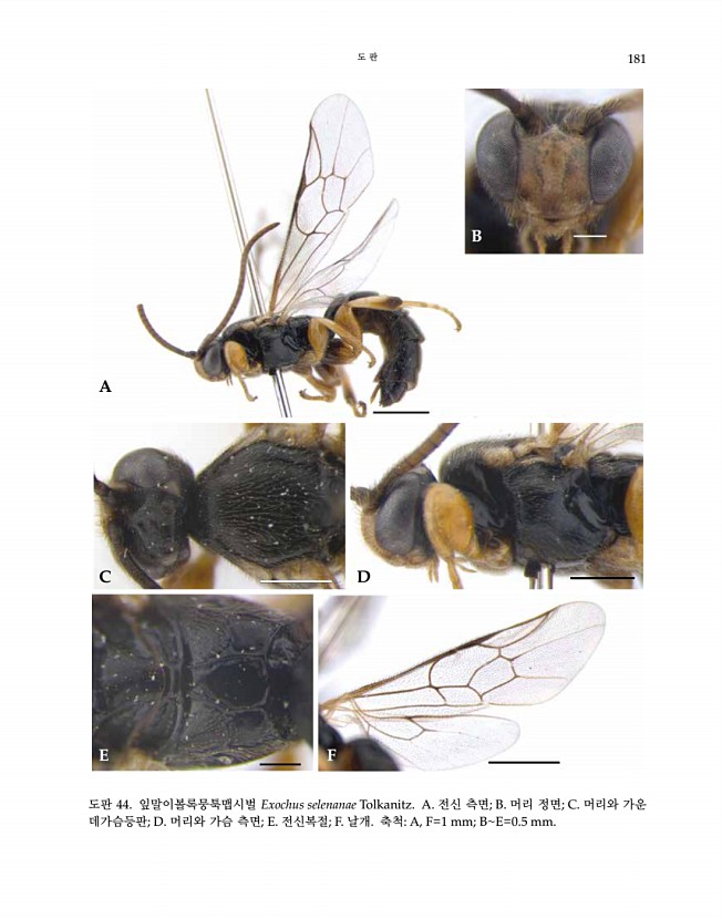 181페이지