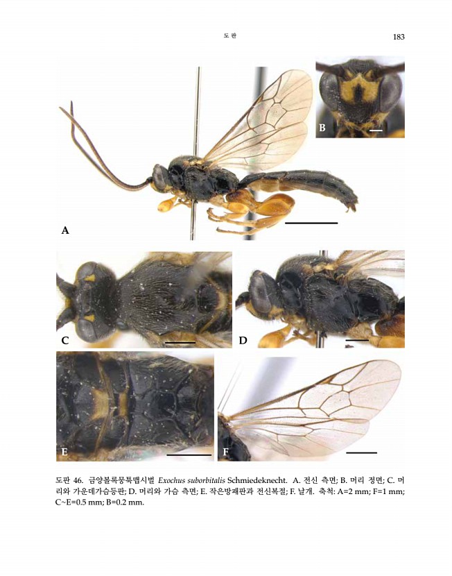 183페이지