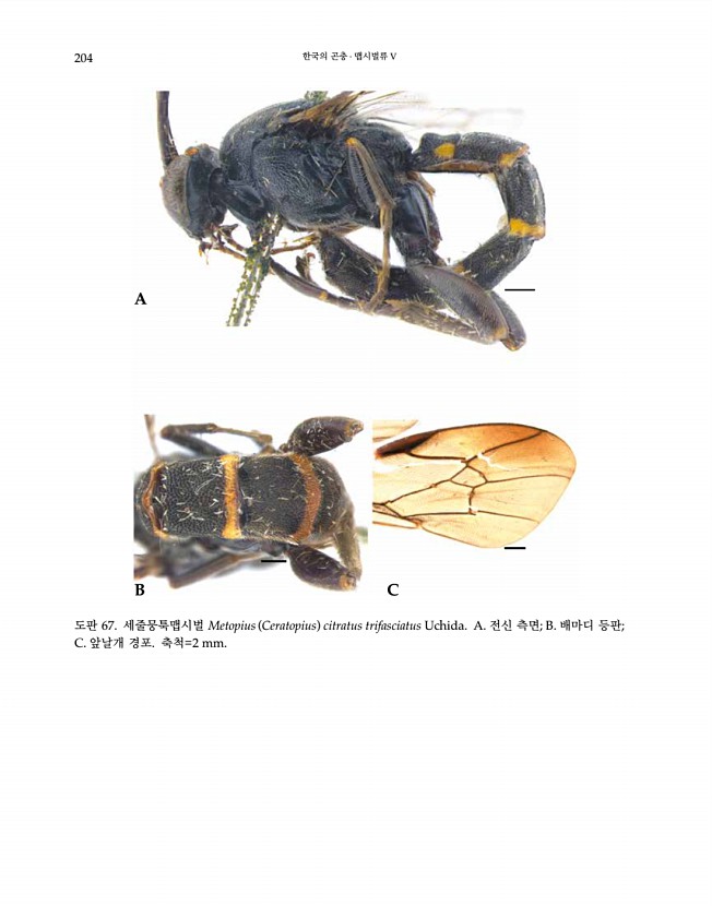 204페이지