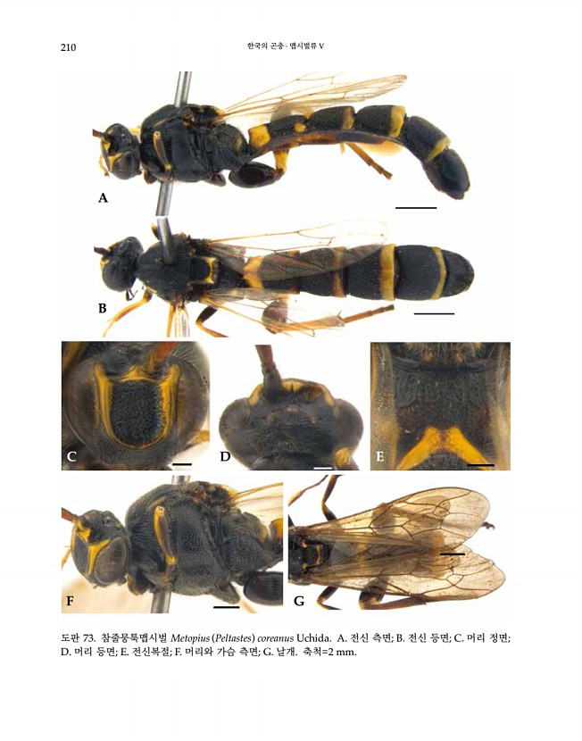 210페이지