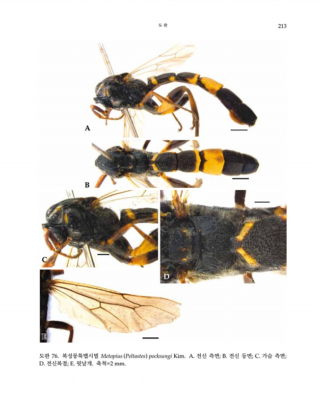 213페이지
