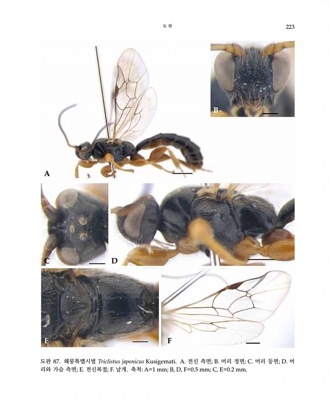 223페이지