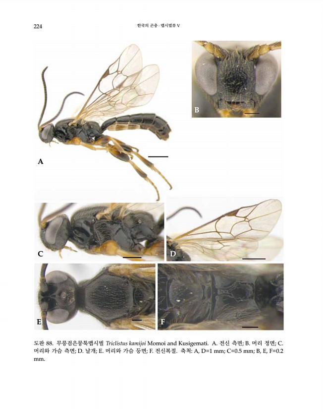 224페이지