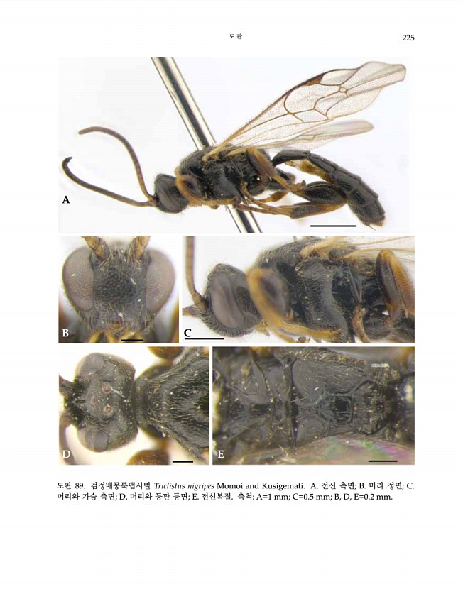 225페이지