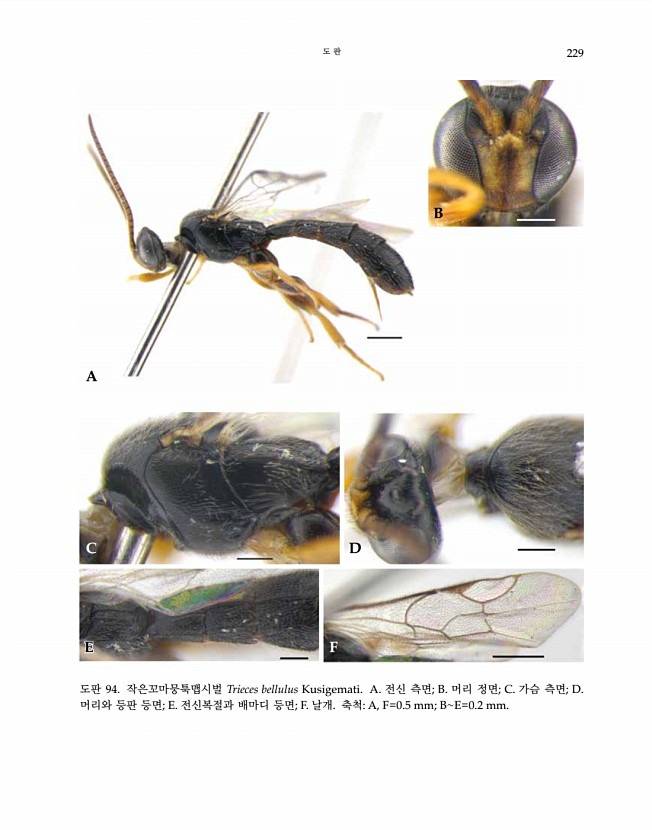 229페이지