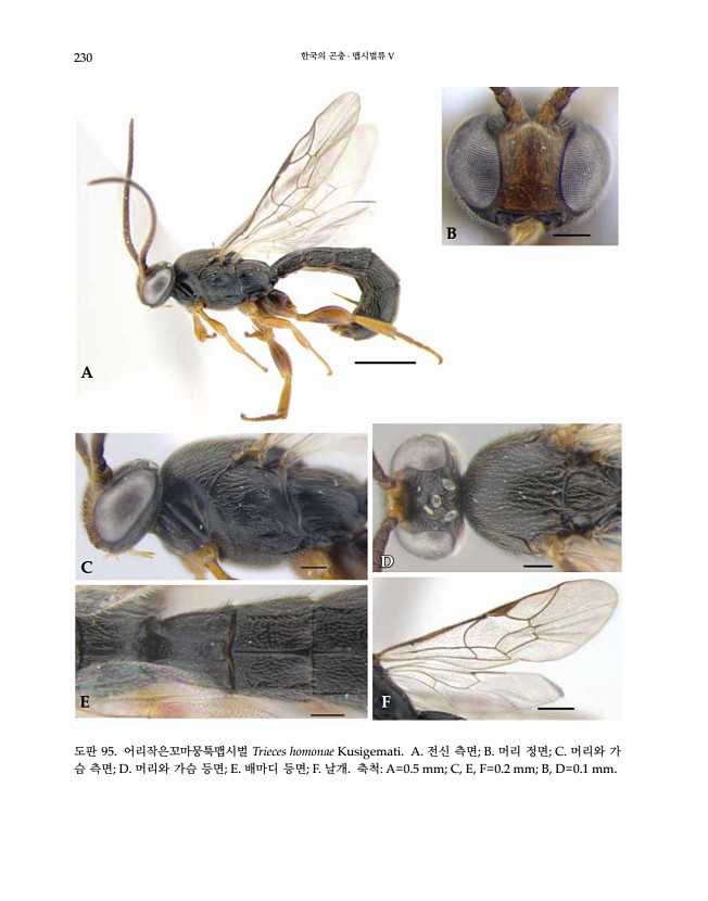 230페이지