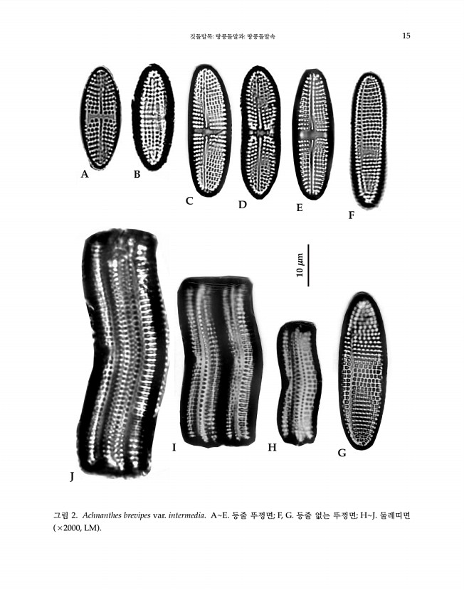 15페이지