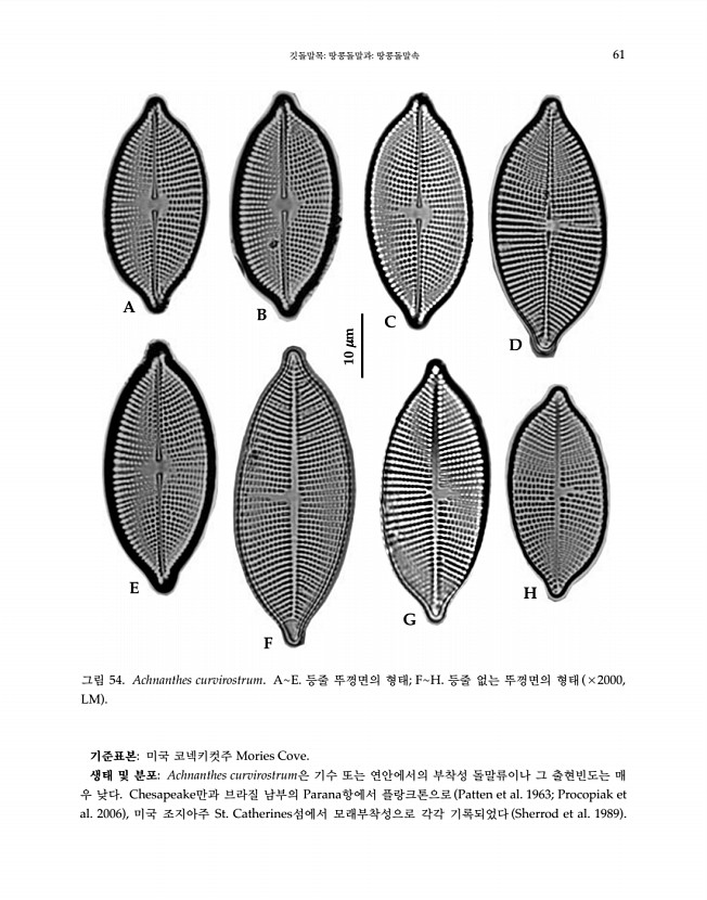 61페이지