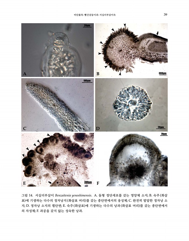 39페이지