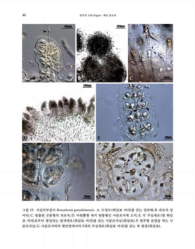 40페이지