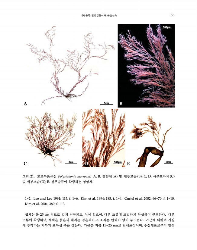 55페이지