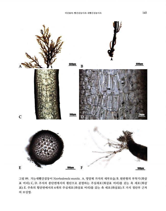 145페이지