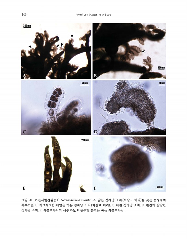 146페이지
