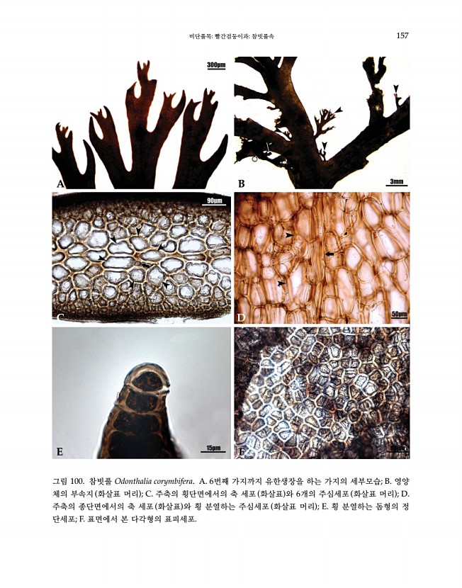 157페이지