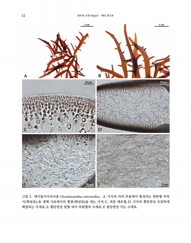 12페이지