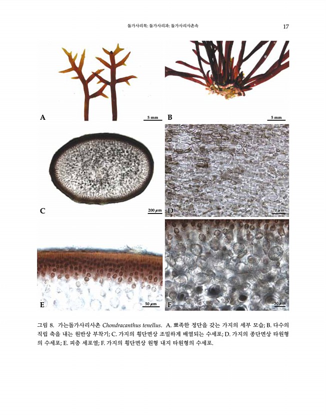 17페이지