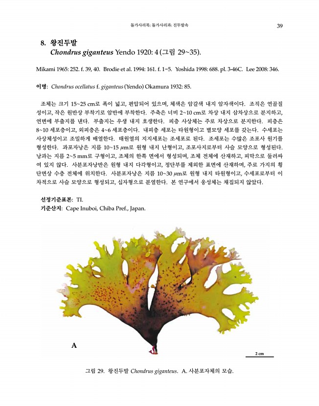 39페이지