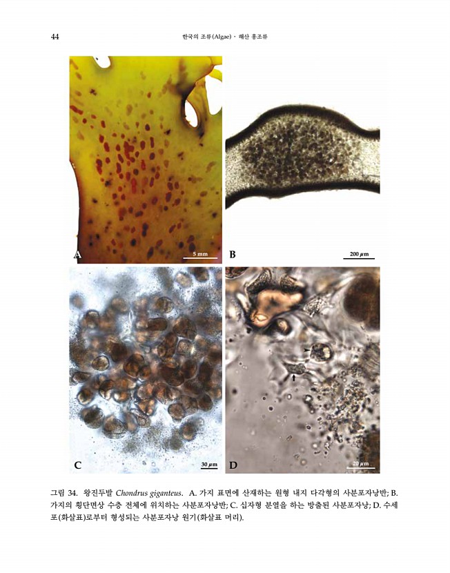 44페이지