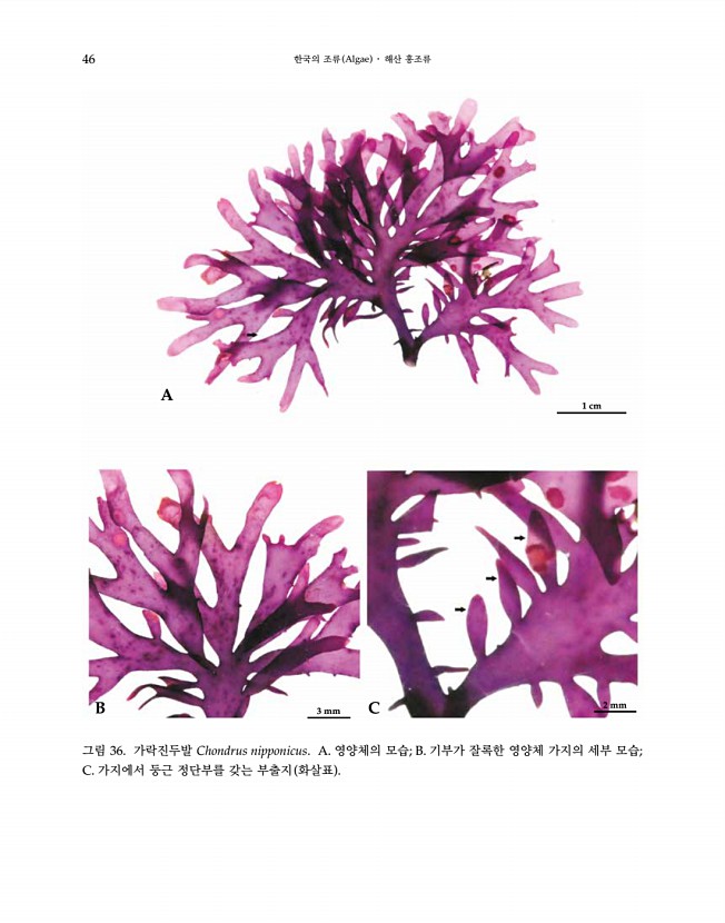 46페이지