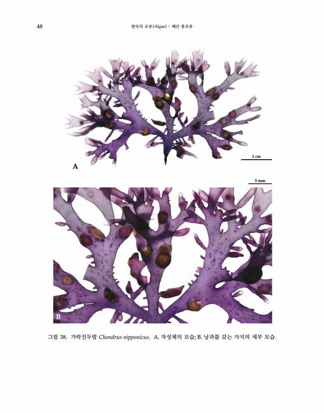 48페이지